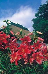 「初夏模様」上島信一（長野県）