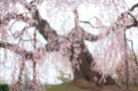 「垂れ桜幽玄」池田豊（長野県）