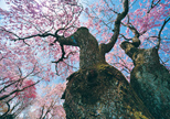 「フラダンス桜」佐藤二郎（三重県）