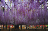 「大藤絵巻」坂巻 富志子（神奈川県）