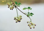 「アケビの花」雪本信彰（高知県）