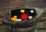 「浮き花」田辺寿郎（新潟県）