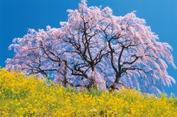 「陽春三彩」北川浩司（千葉県）