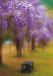「藤の花咲く頃」小寺澤 啓司（兵庫県）