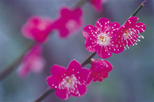 「花かんざし」巻島秀男（埼玉県）