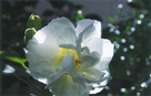 「酔芙蓉」内田信行（千葉県）