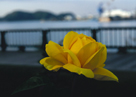 「Sunsetローズ」木村靖子（東京都）