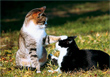 おりこうさん