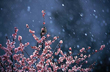 春雪