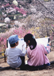 撮影地：福島県・福島市 花見山