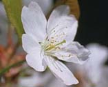 桜前線がいよいよ北上