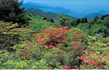 山梨県塩山市・三窪高原つつじ