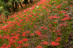 作例１手前の花が枯れてスカスカ