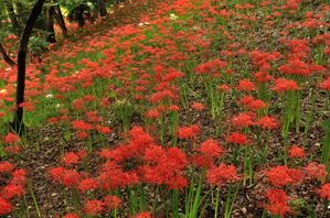作例２手前の花がきれいなポイントを探す