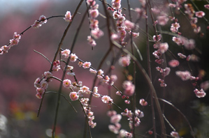 作例1 枝の様子を写しこむ