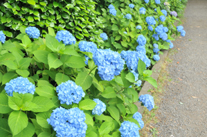 作例2 紫陽花による