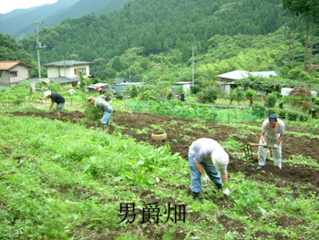 男爵畑