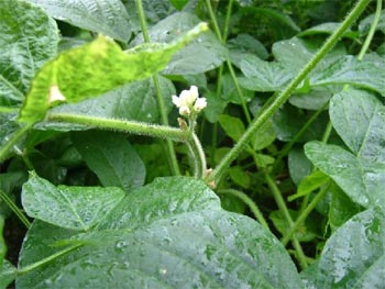 枝豆の花