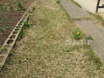 芝
