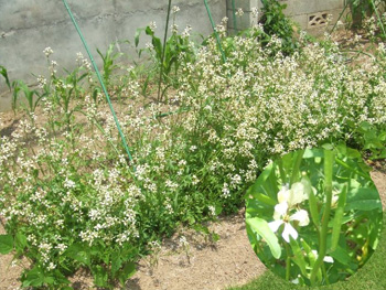 ルッコラの花