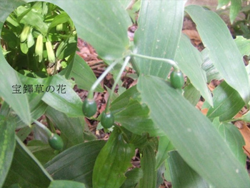 宝鐸草