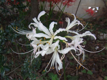白い曼珠沙華