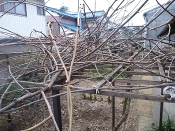枝