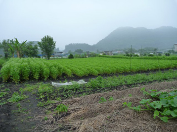 白い花