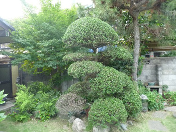 柘植