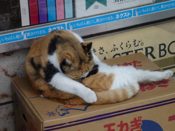 猫