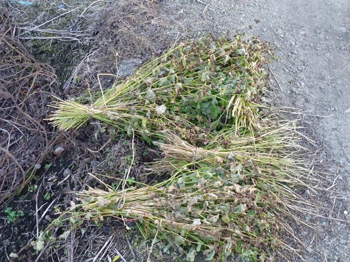 蕎麦束