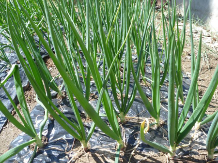 玉葱