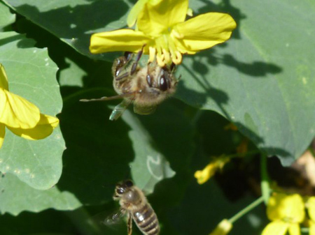 蜜蜂