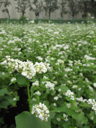 夏蕎麦の出来