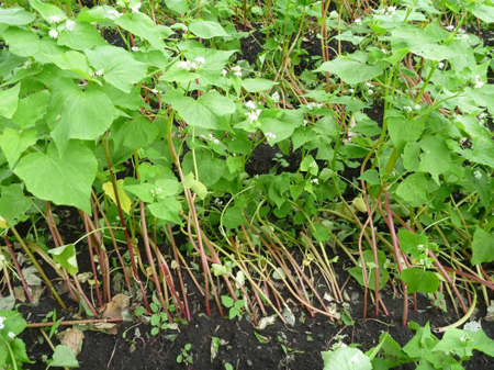 二番手