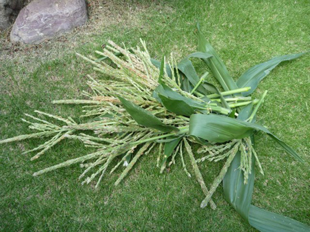 雄花