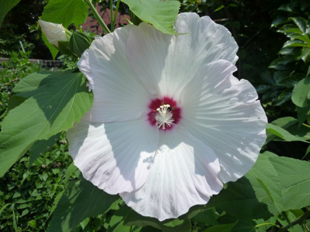 芙蓉