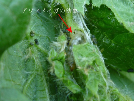 大豆の葉