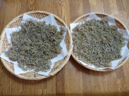 乾燥中