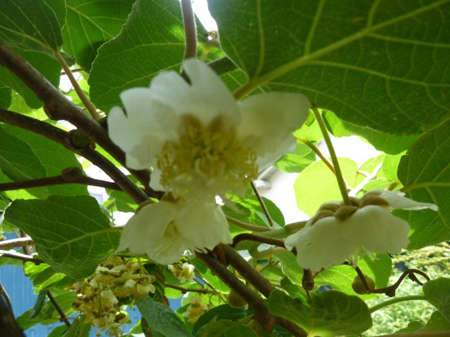 雌花