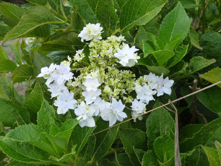 紫陽花