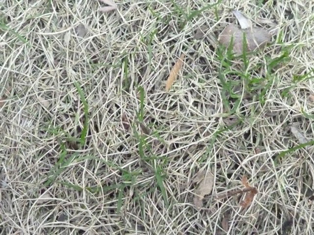 雑草