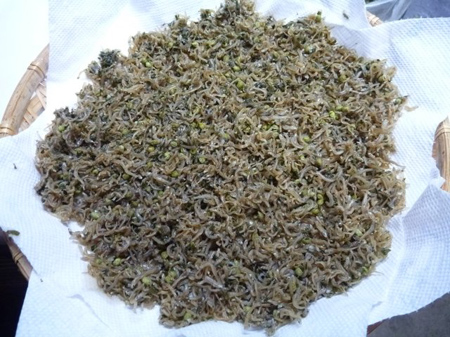 青実山椒