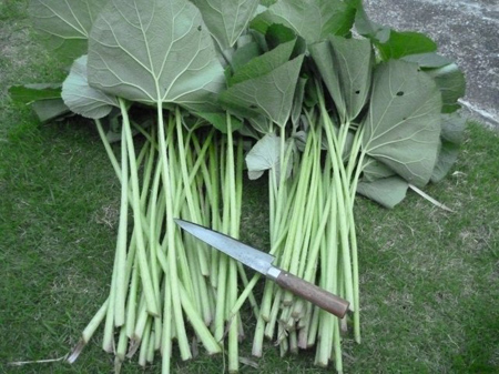 蕗