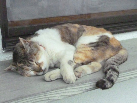 眠り猫
