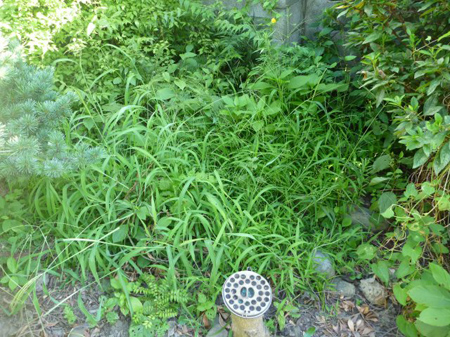 雑草