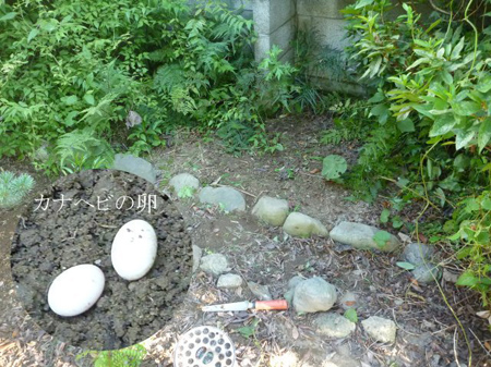 カナヘビの卵