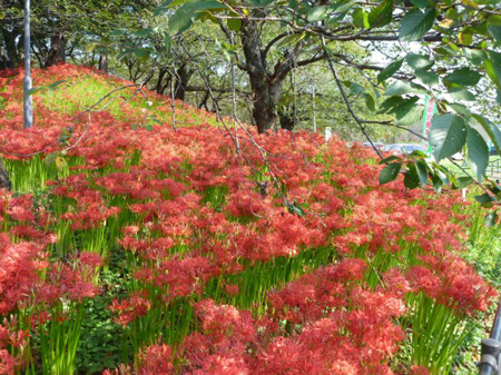 曼珠沙華