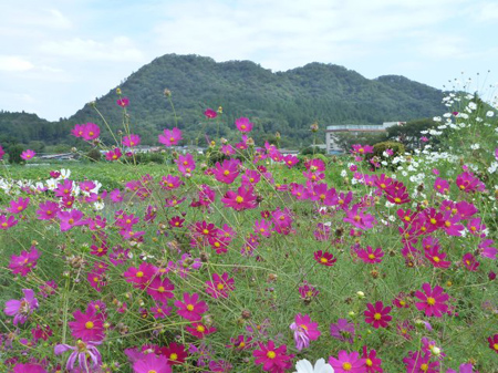 久井在来大豆