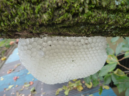 埼玉菜園(蜜蜂の空家)